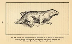 Reconstruction of an extinct Pareiasaur, Bradysaurus baini Reconstruction of an extinct Pareiasaur, Bradysaurus baini
