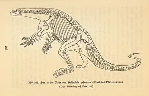 Reconstruction of an extinct Plateosaurus Reconstruction of an extinct Plateosaurus