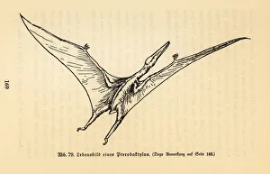 Reconstruction of an extinct Pterodactyl Reconstruction of an extinct Pterodactyl