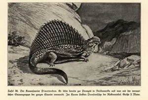 Reconstruction of extinct synapsid dinosaur Dimetrodon Reconstruction of extinct synapsid dinosaur Dimetrodon