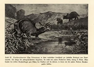 Reconstruction of an extinct Triceratops Reconstruction of an extinct Triceratops