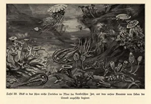 Reconstruction of the rich marine life of the Cambrian era Reconstruction of the rich marine life of the Cambrian era