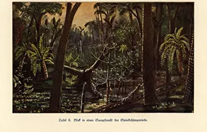 Reconstruction of a swamp forest in the Carboniferous era Reconstruction of a swamp forest in the Carboniferous era