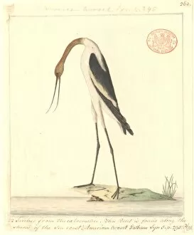 Shore Bird Gallery: Recurvirostra novaehollandiae, red-necked avocet