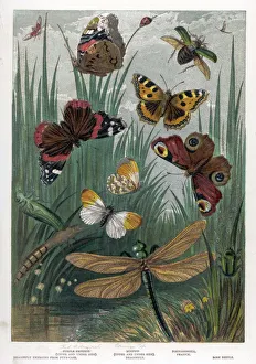 <b class=qtipBold><figcaption>Red Admiral Butterfly</figcaption></b><br>The RED ADMIRAL and other English butterflies.<br><em>© Mary Evans Picture Library</em> Red Admiral Butterfly
