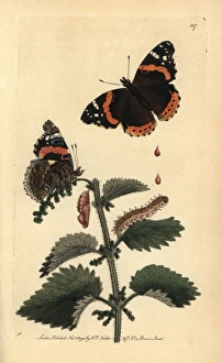 Red admiral butterfly, Vanessa atalanta Red admiral butterfly, Vanessa atalanta