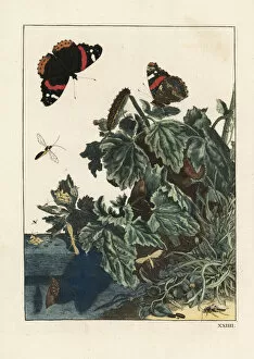 Red admiral butterfly, Vanessa atalanta, caterpillar