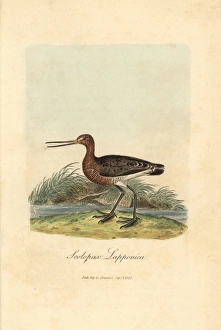 Red or bar-tailed godwit, Limosa lapponica Red or bar-tailed godwit, Limosa lapponica