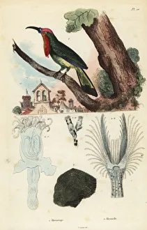 Fries Gallery: Red-bearded bee-eater, Nyctyornis amictus