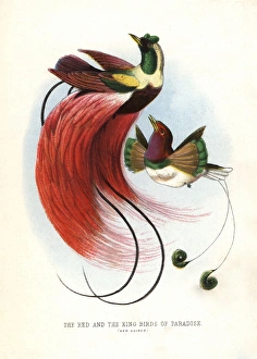 Red bird-of-paradise, Paradisaea rubra Red bird-of-paradise, Paradisaea rubra