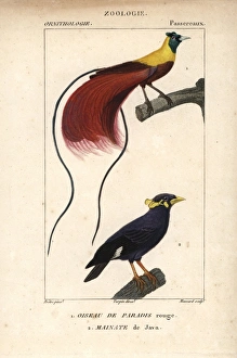 Starlings Gallery: Hill Myna Collection