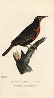 Red-breasted blackbird, Sturnella militaris Red-breasted blackbird, Sturnella militaris