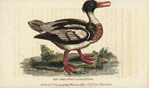Red-breasted merganser, Mergus serrator Red-breasted merganser, Mergus serrator