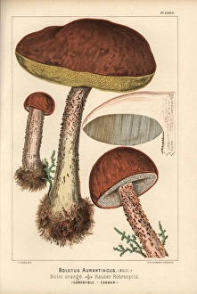 Red-capped scaber stalk, Leccinum aurantiacum, edible Red-capped scaber stalk, Leccinum aurantiacum, edible