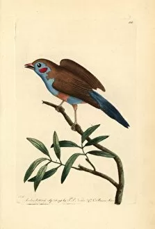 Cordon Gallery: Red-cheeked cordon-blue, Uraeginthus bengalus