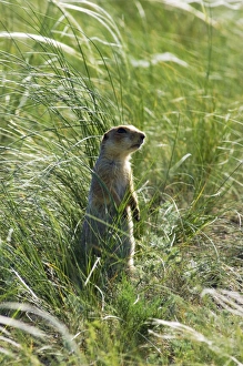 Red-cheeked Souslik - adult near a burrow in steppe Red-cheeked Souslik - adult near a burrow in steppe
