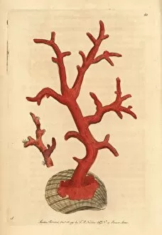 Red coral, Corallium rubrum