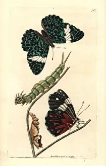 Red cracker butterfly, Hamadryas amphinome Red cracker butterfly, Hamadryas amphinome