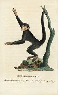 Red-faced spider monkey, Ateles paniscus Red-faced spider monkey, Ateles paniscus