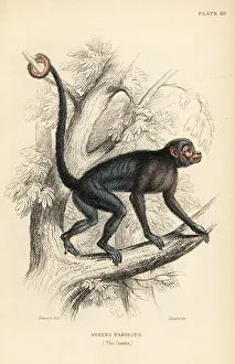Red-faced spider monkey, Ateles paniscus Red-faced spider monkey, Ateles paniscus