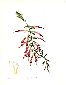 Red five-corner or crimson styphelia, Styphelia tubiflora Red five-corner or crimson styphelia, Styphelia tubiflora