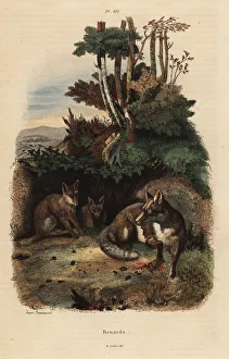 Red foxes, Vulpes vulpes, outside a den Red foxes, Vulpes vulpes, outside a den