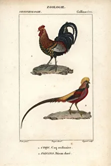 Red jungle fowl, Gallus gallus, and golden Red jungle fowl, Gallus gallus, and golden