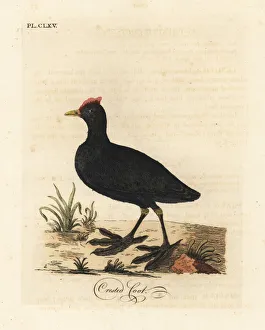 Red-knobbed coot or crested coot, Fulica cristata Red-knobbed coot or crested coot, Fulica cristata