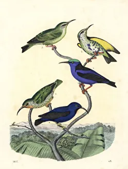 Red-legged honeycreeper and purple honeycreeper Red-legged honeycreeper and purple honeycreeper