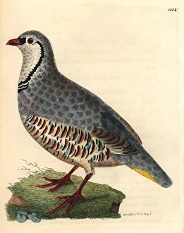 Red-legged partridge, Alectoris rufa Red-legged partridge, Alectoris rufa
