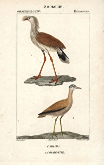 Red-legged seriema, Cariama cristata, and cream-coloured Red-legged seriema, Cariama cristata, and cream-coloured