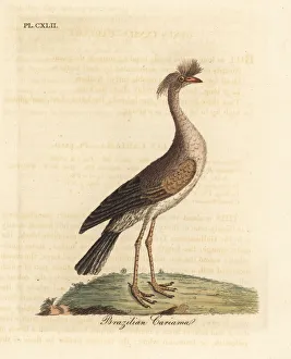 Red-legged seriema or crested cariama, Cariama cristata Red-legged seriema or crested cariama, Cariama cristata