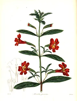 Red monkey flower or scarlet mimulus, Mimulus puniceus Red monkey flower or scarlet mimulus, Mimulus puniceus