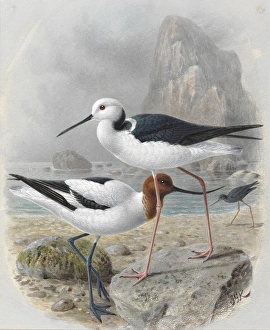 Red-necked Avocet and Pied Stilt Poaka Red-necked Avocet and Pied Stilt Poaka