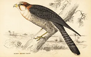 Red-necked falcon, Falco chicquera ruficollis Red-necked falcon, Falco chicquera ruficollis