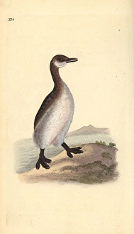 Red-necked grebe (female), Podiceps grisegena Red-necked grebe (female), Podiceps grisegena