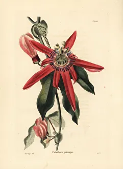 Red passion flower, Passiflora racemosa Red passion flower, Passiflora racemosa