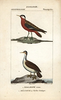 Red phalarope, Phalaropus fulicarius, and sungrebe Red phalarope, Phalaropus fulicarius, and sungrebe