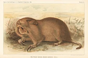 Red or plains pocket gopher, Geomys bursarius Red or plains pocket gopher, Geomys bursarius