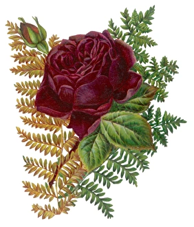 <b class=qtipBold><figcaption>Red Rose and Ferns</figcaption></b><br>RED ROSE AND FERNS<br><em>© Mary Evans Picture Library</em> Red Rose and Ferns