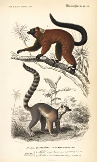 Red ruffed lemur, Varecia rubra, and ring-tailed Red ruffed lemur, Varecia rubra, and ring-tailed