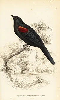 Red-shouldered cuckooshrike, Campephaga phoenicea Red-shouldered cuckooshrike, Campephaga phoenicea