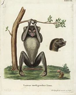 Red slender loris, Loris tardigradus. Endangered Red slender loris, Loris tardigradus. Endangered