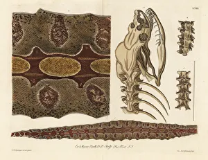 Red-tailed boa skin, skeleton and spine Red-tailed boa skin, skeleton and spine