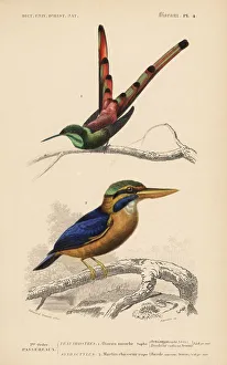 Red-tailed comet, Sappho sparganurus Red-tailed comet, Sappho sparganurus
