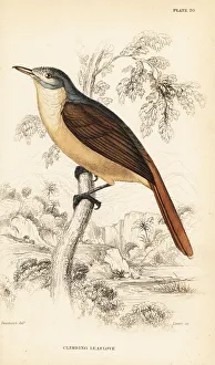 Red-tailed leaflove, Phyllastrephus scandens Red-tailed leaflove, Phyllastrephus scandens