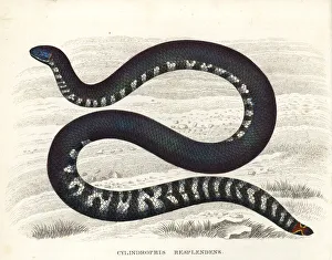 Red-tailed pipe snake, Cylindrophis ruffus Red-tailed pipe snake, Cylindrophis ruffus