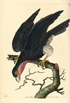 Red-throated Caracara, Ibycter americanus Red-throated Caracara, Ibycter americanus