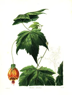 Red vein Indian mallow, Abutilon pictum Red vein Indian mallow, Abutilon pictum