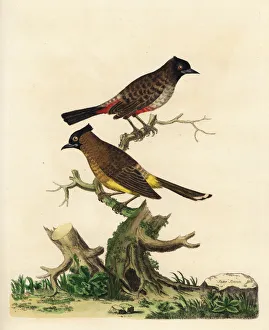 Red-vented bulbul and white-spectacled bulbul Red-vented bulbul and white-spectacled bulbul
